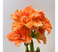 Amaryllis resistenti,adatte per la decorazione di giardini e balconi/belle/adatte come regali per le feste-5Rizoma-D