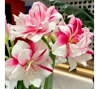Amaryllis resistenti,Bulbi di Amaryllis,miste,resistenti al freddo e alla siccità,adatte per la decorazione di giardini e balconi-1Pcs-B
