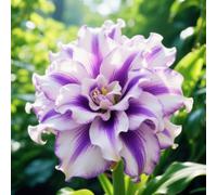 Amaryllis resistenti,Bulbi di Amaryllis,miste,resistenti al freddo e alla siccità,adatte per la decorazione di giardini e balconi-3Pcs-A