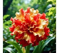 Amaryllis resistenti,Bulbi di Amaryllis,miste,resistenti al freddo e alla siccità,adatte per la decorazione di giardini e balconi-5Pcs-D