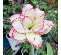 Amaryllis resistenti e belle, adatte per decorare giardini/balconi e come regali speciali per le feste-3Bulbi-E