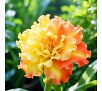 Amaryllis resistenti e belle, adatte per decorare giardini/balconi e come regali speciali per le feste-3Bulbi-D