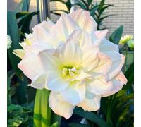 Amaryllis resistenti e belle, adatte per decorare giardini/balconi e come regali speciali per le feste-1Bulbi-A