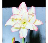 Amaryllis resistenti e belle, adatte per decorare giardini/balconi e come regali speciali per le feste-3Bulbi-B