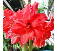 Amaryllis resistenti e belle, adatte per decorare giardini/balconi e come regali speciali per le feste-5Bulbi-C