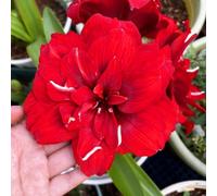 Amaryllis robuste e decorative, ideali per giardini e balconi + regali affascinanti per le feste-1Bulbi-D