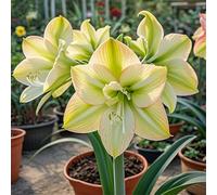Amaryllis selezionata bulbi/perenne,resistenti,adatte per la decorazione di giardini e balconi/belle/adatte come regali per le feste-4Rizomi-F