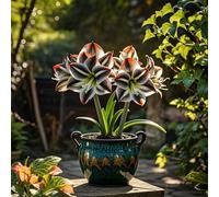 Amaryllis selezionata bulbi/perenne,resistenti,adatte per la decorazione di giardini e balconi/belle/adatte come regali per le feste-3Rizomi-H