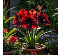 Amaryllis selezionata bulbi/perenne,resistenti,adatte per la decorazione di giardini e balconi/belle/adatte come regali per le feste-3Rizomi-J
