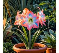 Amaryllis selezionata bulbi/perenne,resistenti,adatte per la decorazione di giardini e balconi/belle/adatte come regali per le feste-4Rizomi-G