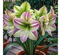 Amaryllis selezionata&perenne,resistenti,adatte per la decorazione di giardini e balconi/belle/adatte come regali per le feste-1bulbi-D