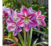 Amaryllis selezionata&perenne,resistenti,adatte per la decorazione di giardini e balconi/belle/adatte come regali per le feste-4bulbi-I