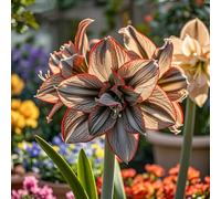 Amaryllis selezionata&perenne,resistenti,adatte per la decorazione di giardini e balconi/belle/adatte come regali per le feste-1bulbi-B