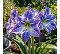 Amaryllis selezionata&perenne,resistenti,adatte per la decorazione di giardini e balconi/belle/adatte come regali per le feste-1bulbi-J