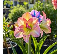 Amaryllis selezionata&perenne,resistenti,adatte per la decorazione di giardini e balconi/belle/adatte come regali per le feste-2bulbi-H