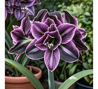 Amaryllis selezionata&perenne,resistenti,adatte per la decorazione di giardini e balconi/belle/adatte come regali per le feste-4bulbi-G