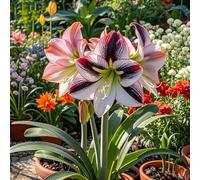 Amaryllis selezionata&perenne,resistenti,adatte per la decorazione di giardini e balconi/belle/adatte come regali per le feste-3bulbi-E