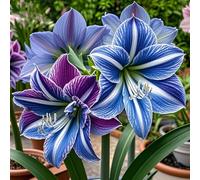 Amaryllis selezionata&perenne,resistenti,adatte per la decorazione di giardini e balconi/belle/adatte come regali per le feste-1bulbi-A