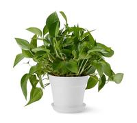 Amazon Basics - Vasi per Piante, 14 x 14 x 16 cm, Bianco, Confezione da 1
