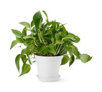 Amazon Basics - Vasi per Piante, 20.3cm, Bianco, Confezione da 1
