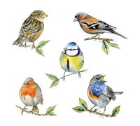 Ambiente - 20 tovaglioli di carta "Bird Species White", decorazione da tavolo vintage con motivo anche per feste o decoupage, 33 x 33 cm