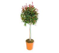 AMDGarden Pianta di Eugenia Uniflora Etnafire Alberello Vaso 20cm Eugenia Fuoco dell'Etna