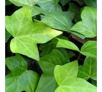 AMDGArden Pianta di Hedera Verde Rampicante Vaso 16 cm h 100 cm