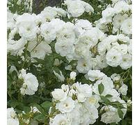 AMDGarden Pianta Rosa Brevettata Iceberg Bianca Rampicante in Vaso 19 cm per Esterni