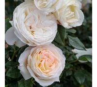 AMDGarden Pianta Rosa Camille Claudel Meilland Profumata a Cespuglio per Esterni Vaso 19 cm Rosa Cipria Albicocca