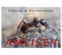 Ameisen - Ordnung im Durcheinander (Tischkalender 2026 DIN A5 quer), CALVENDO Monatskalender: Eindrucksvolle Bilder der Hautflügler, die in perfekt organisierten Staaten leben.