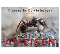 Ameisen - Ordnung im Durcheinander (Wandkalender 2026 DIN A4 quer), CALVENDO Monatskalender: Eindrucksvolle Bilder der Hautflügler, die in perfekt organisierten Staaten leben.