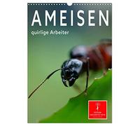Ameisen quirlige Arbeiter (Wandkalender 2026 DIN A3 hoch), CALVENDO Monatskalender: Eindrucksvolle Bilder der Hautflügler, die in perfekt organisierten Staaten leben.