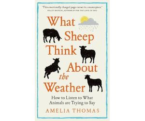 Amelia Thomas What Sheep Think About the Weather (Copertina rigida)