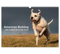 American Bulldog - alles Andere ist nur ein Hund (Wandkalender 2026 DIN A3 quer), CALVENDO Monatskalender: Mit dem American Bulldog durchs Jahr.