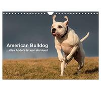 American Bulldog - alles Andere ist nur ein Hund (Wandkalender 2026 DIN A4 quer), CALVENDO Monatskalender: Mit dem American Bulldog durchs Jahr.