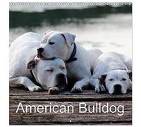 American Bulldog (Wall Calendar 2026 12" x 24" / 30 x 60 cm (open)) CALVENDO 12 Month Wall Calendar