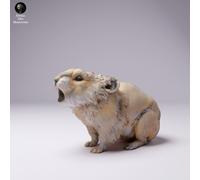 American Pika - 3D Printed Model - Unpainted - Animals Miniatures