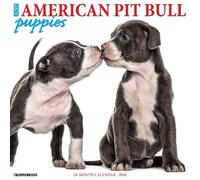 American Pit Bull Terrier Puppies 2026 12 X 12 Wall Calendar