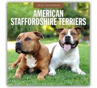 American Staffordshire Terriers - American Staffordshire Terrier 2026 - 16-Monatskalender: Original Red Robin Publishing Ltd-Kalender [Mehrsprachig] [Kalender]