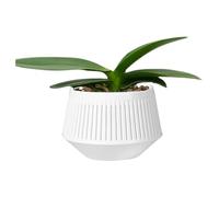 Amesor Vasi Per Orchidee - Vasi Per Orchidee Con Drenaggio,Doppio Strato Controllo Radicale Per Idrocoltura Sostegno Muschio Sfagno Fioritura Umidità