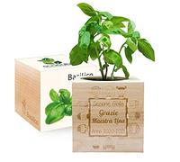 Amikado - EcoCube personalizzabile con incisione Grazie Maestra (Basilico), Kit per Far Crescere la Propria pianta, Idea Regalo (100% Ecologica)