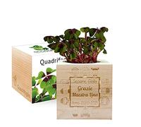 Amikado - EcoCube personalizzabile con incisione Grazie Maestra (Quadrifoglio), Kit per Far Crescere la Propria pianta, Idea Regalo (100% Ecologica)