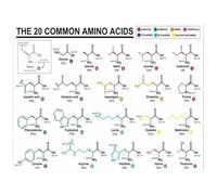 Amino Acids Science Art Print - Educational Biochemistry Poster for Living Room, Bedroom, Gift for Scientists & Students(Framed,16x24inch(40x60cm))