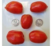 Amish Semi pasta di pomodoro/affettatrice impressionanti 40 pz Seeds ONLY