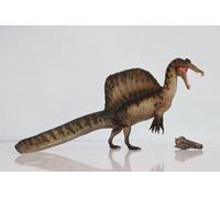 AMITD Dinosaur Museums Series 19AYMEN The Spinosaurus 1:35 Scientific Art Model PVC Animal Figure Gift