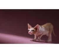 AMITD Mr.Z Studio 1:6 Scale Canadian Hairless Figure Sphynx Cat Animal Model Collector Gfit for Adult (0042-3)
