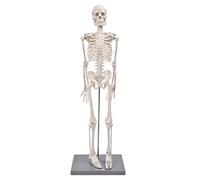 AMONIDA Modello di Scheletro Umano da 85 Cm per Studenti di Medicina e Insegnanti Biologia Dimostra Struttura Scheletrica e Fisiologia Braccia Gambe Flessibili Costruzione in