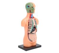 AMONIDA Modello Educativo del Corpo Umano Strumento di Studio Dell'anatomia Realistica per L'apprendimento dei Bambini, Plastica 6,10x2,76 Pollici, Kit Scientifico per Studenti delle Scuole Medie Ed
