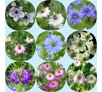 Amore in un seme verde - decorazioni da giardino per esterni resistenti semi di come bomboniera esotico semi di selvatici vecchie varietà copertura 600pcs