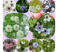 Amore in un seme verde - decorazioni da giardino per esterni semi di da balcone copertura del terreno esotico semi di come bomboniera selvatici resistenti per 200pcs